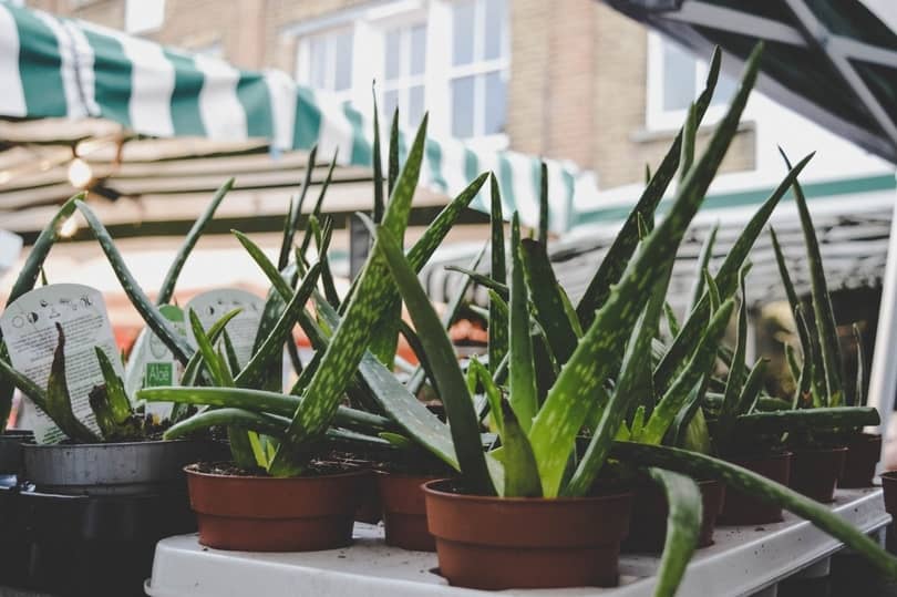 Aloe vera brings a cooling sensation to inflamed skin